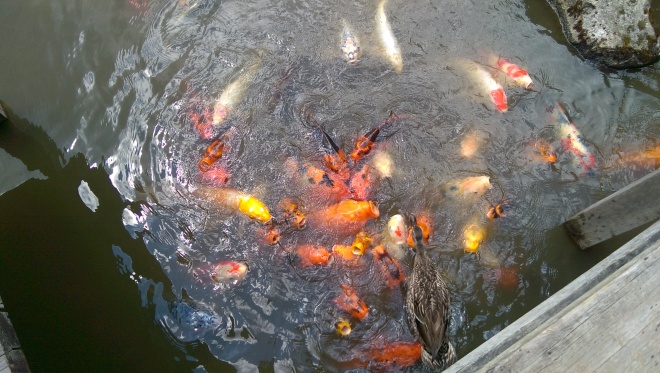 Carp (Koi) fish at Seattle's Japanese Garden.